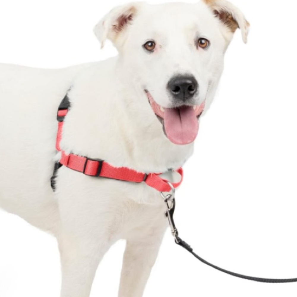 🔵 PetSafe Easy Walk Deluxe Dog Harness